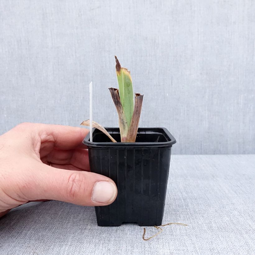 Spécimen de Iris germanica Casino Queen - Iris des Jardins Godet de 8/9 cm tel que livré en hiver