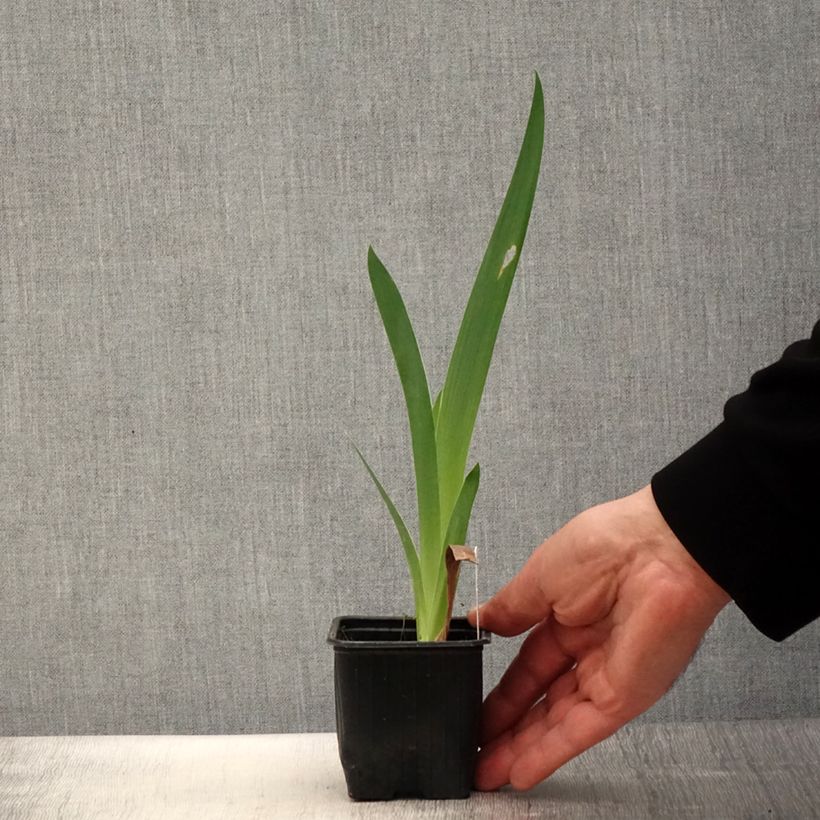Spécimen de Iris germanica Casino Queen - Iris des Jardins Godet de 8/9 cm tel que livré au printemps
