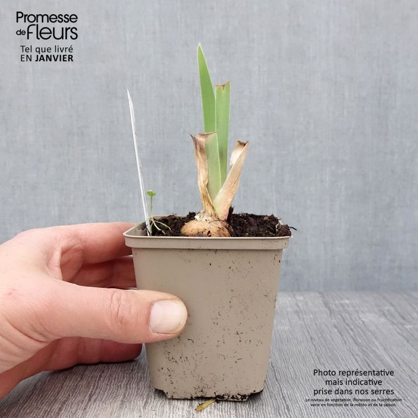 Spécimen de Iris germanica Chelsea Bleu Godet de 8/9 cm tel que livré en hiver