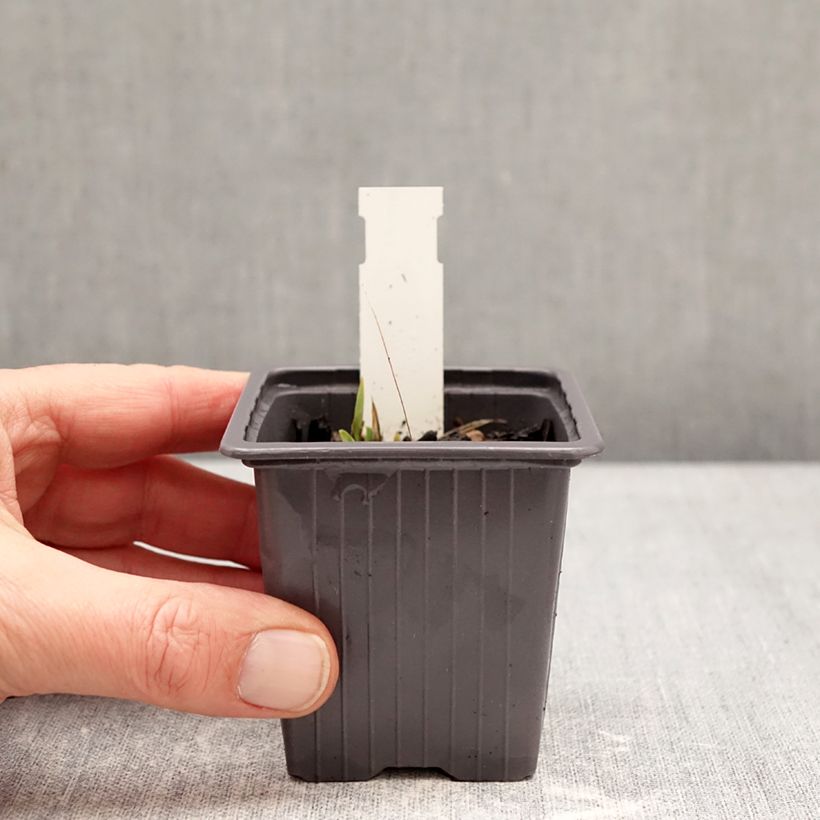 Spécimen de Iris germanica Color me Rose - Lilliput - Iris des Jardins nain Godet de 8/9 cm tel que livré en hiver