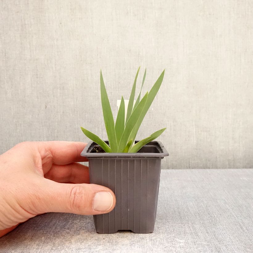 Spécimen de Iris germanica Color me Rose - Lilliput - Iris des Jardins nain Godet de 8/9 cm tel que livré au printemps