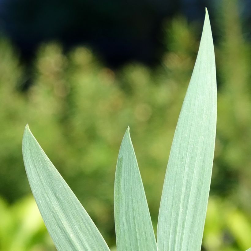 Iris germanica Color me Rose - Lilliput - Iris des Jardins nain (Feuillage)