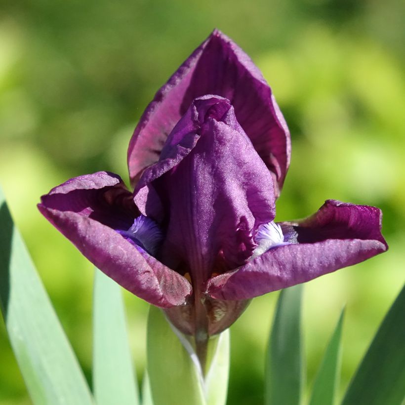 Iris germanica Color me Rose - Lilliput - Iris des Jardins nain (Floraison)