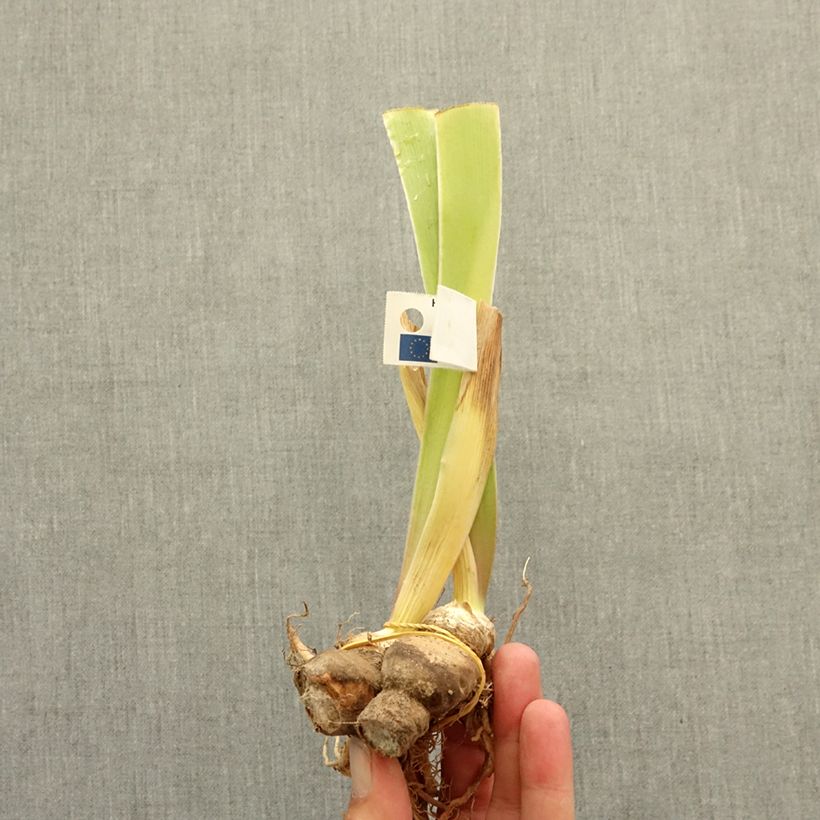 Spécimen de Iris germanica Coloration Végétale - Iris des Jardins Rhizome tel que livré en hiver