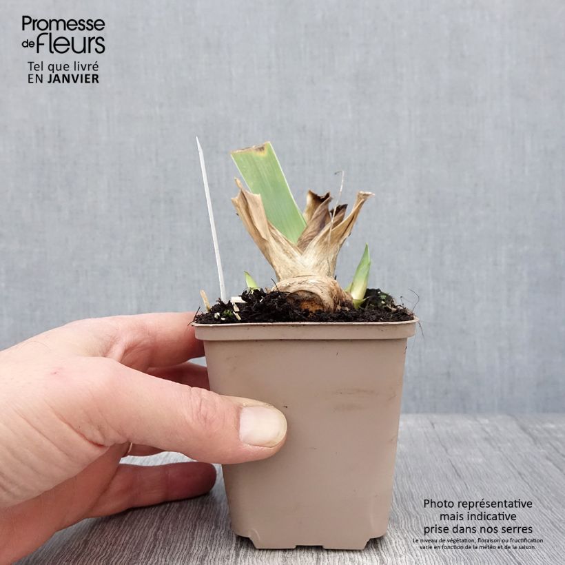 Spécimen de Iris germanica Crimson Tiger - Iris des Jardins Godet de 8/9 cm tel que livré en hiver