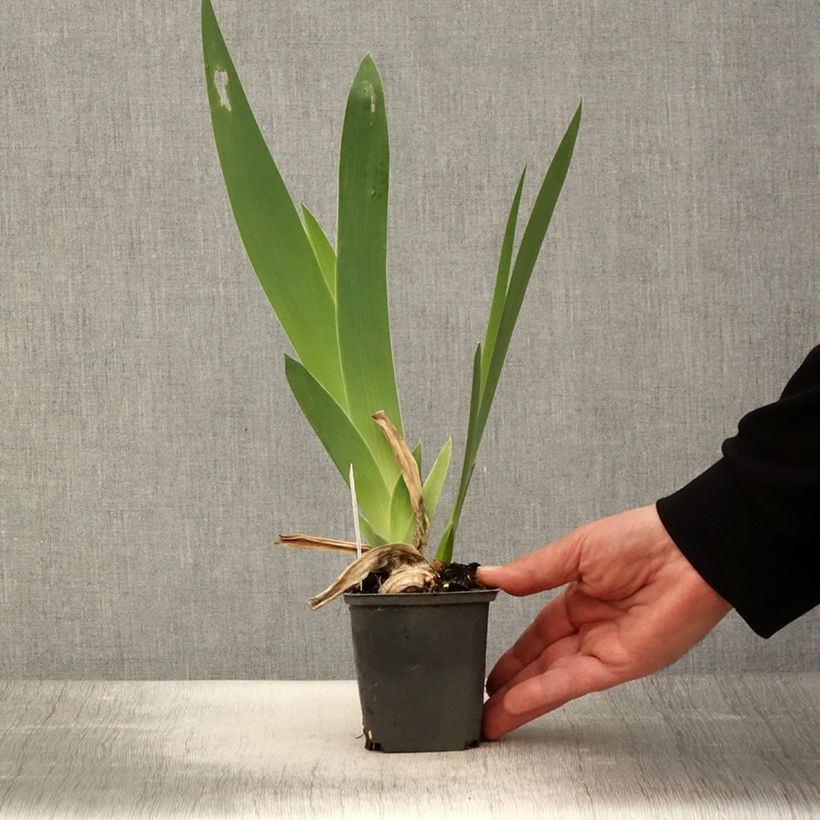 Spécimen de Iris germanica Crimson Tiger - Iris des Jardins Godet de 8/9 cm tel que livré au printemps