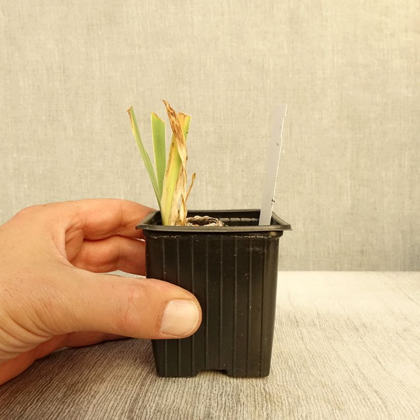 Spécimen de Iris germanica Cutie - Iris des jardins intermédiaire Godet de 8/9 cm tel que livré en automne