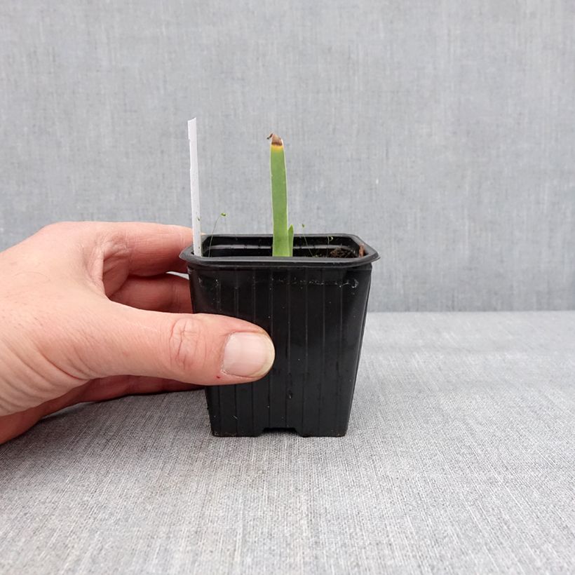 Spécimen de Iris germanica Cutie - Iris des jardins intermédiaire Godet de 8/9 cm tel que livré en hiver