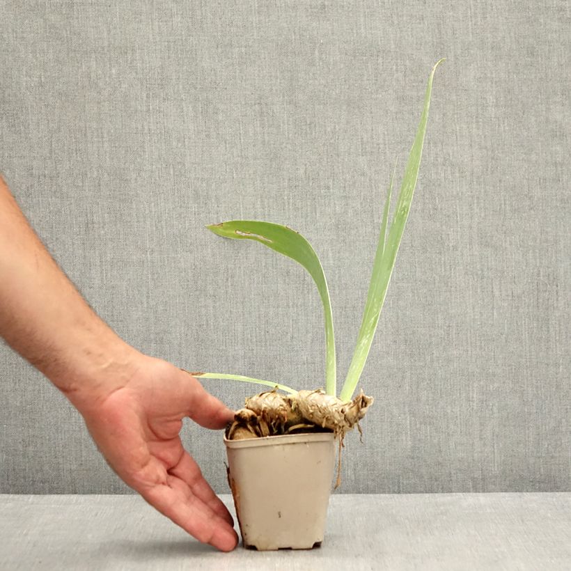Spécimen de Iris germanica Dangerous Mood - Iris des Jardins Godet de 8/9 cm tel que livré en été