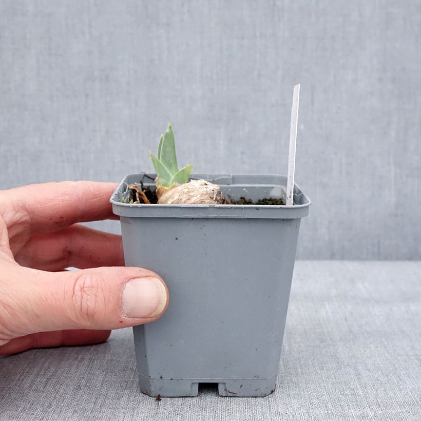 Spécimen de Iris germanica Dangerous Mood - Iris des Jardins Godet de 8/9 cm tel que livré en hiver