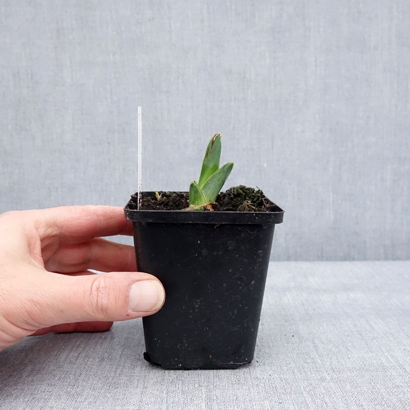 Spécimen de Iris germanica Dating A Royal - Iris des Jardins Godet de 8/9 cm tel que livré en hiver