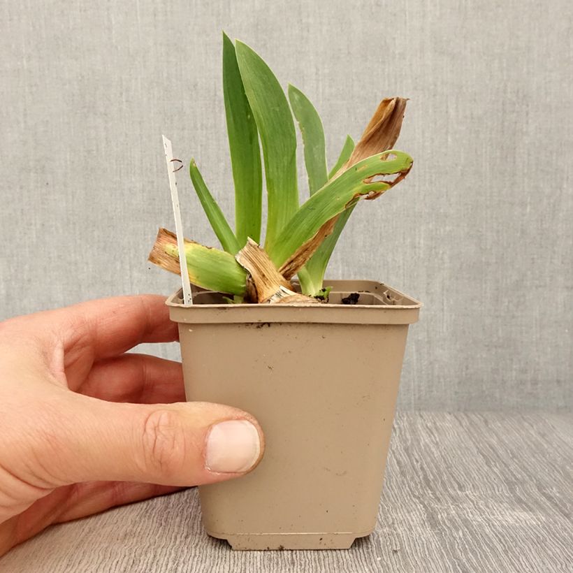 Amostra de Iris germanica Dating A Royal Vaso de 8/9 cm tal como entregue na primavera