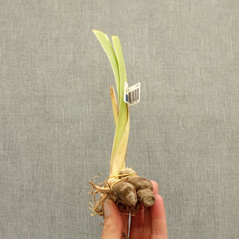 Spécimen de Iris germanica Dazzling - Iris des Jardins intermédiaire Rhizome tel que livré en hiver