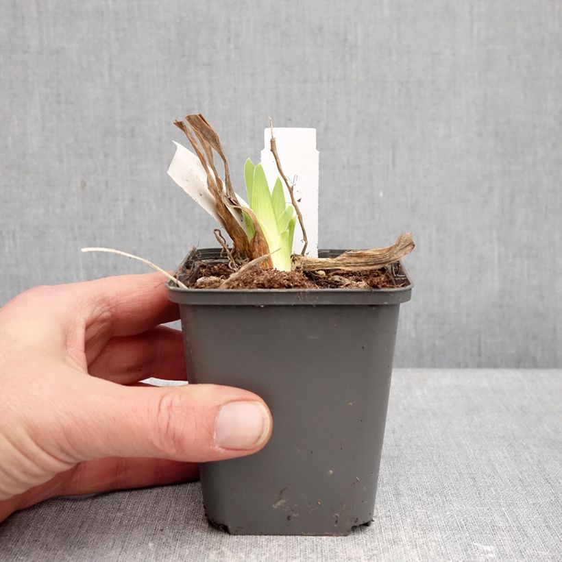 Spécimen de Iris germanica Deep Dark Secret - Grand Iris des Jardins Godet de 8/9 cm tel que livré en hiver