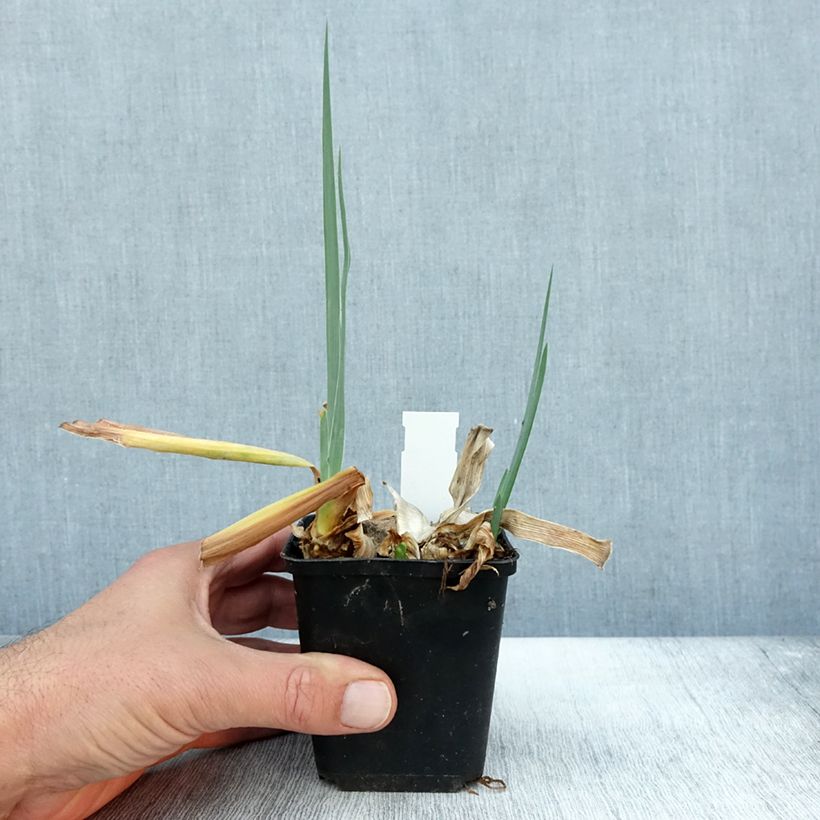 Spécimen de Iris germanica Dernier Cri - Iris des Jardins Godet de 8/9 cm tel que livré en automne