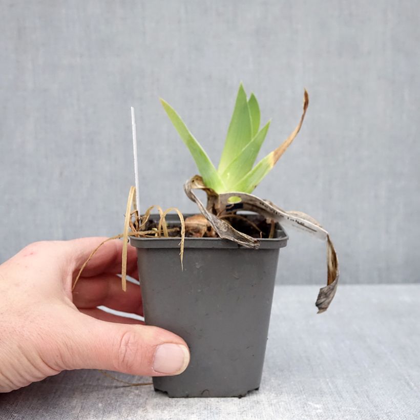 Spécimen de Iris germanica Devil's Lake - Iris des jardins Godet de 8/9 cm tel que livré en hiver