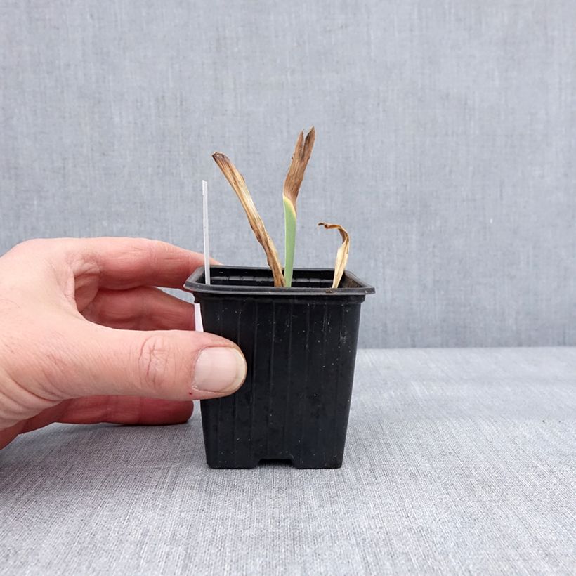 Spécimen de Iris germanica Dutch Chocolate - Iris des Jardins  Godet de 8/9 cm tel que livré en hiver