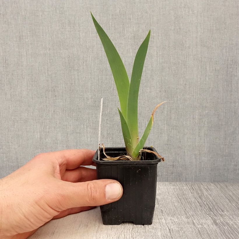 Amostra de Iris germanica Dutch Chocolate Vaso de 8/9 cm tal como entregue na primavera