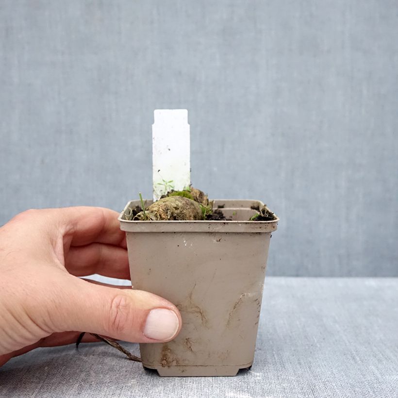 Spécimen de Iris germanica En Pointillés - Iris des Jardins Godet de 8/9 cm tel que livré en automne