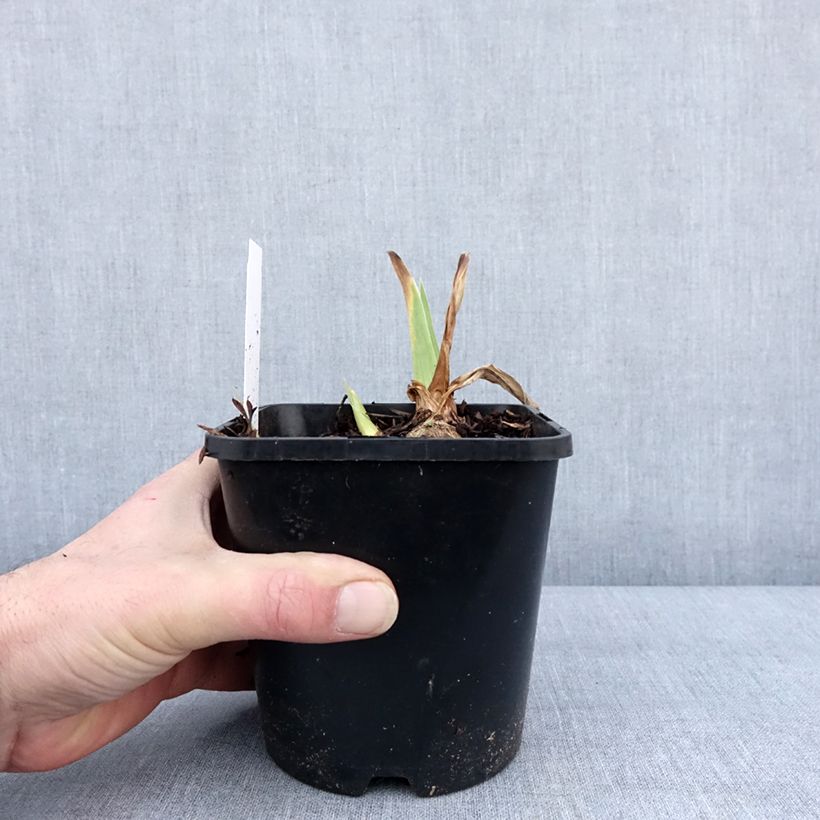 Spécimen de Iris germanica English cottage - Iris des jardins remontant Pot de 1,5L/2L tel que livré en hiver