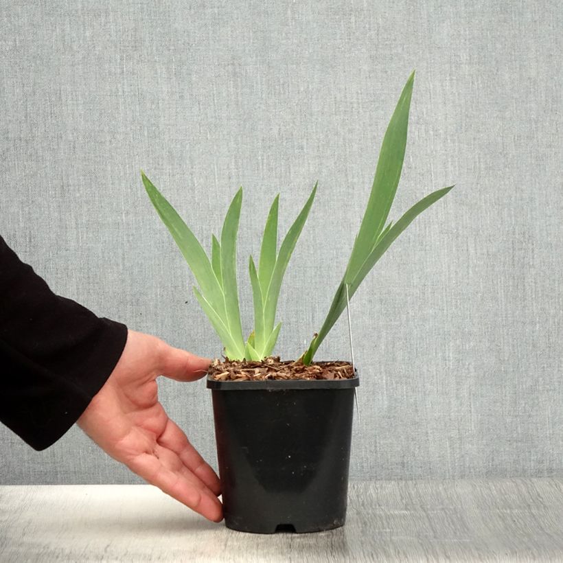 Spécimen de Iris germanica English cottage - Iris des jardins remontant Pot de 1,5L/2L tel que livré au printemps