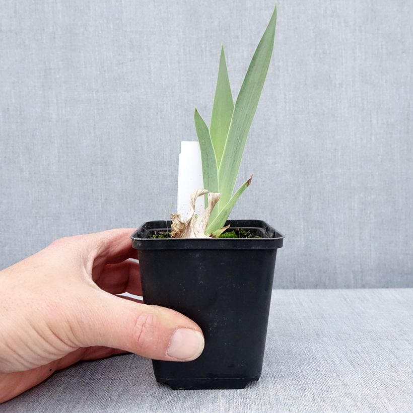 Spécimen de Iris germanica English cottage - Iris des jardins remontant Godet de 8/9 cm tel que livré au printemps