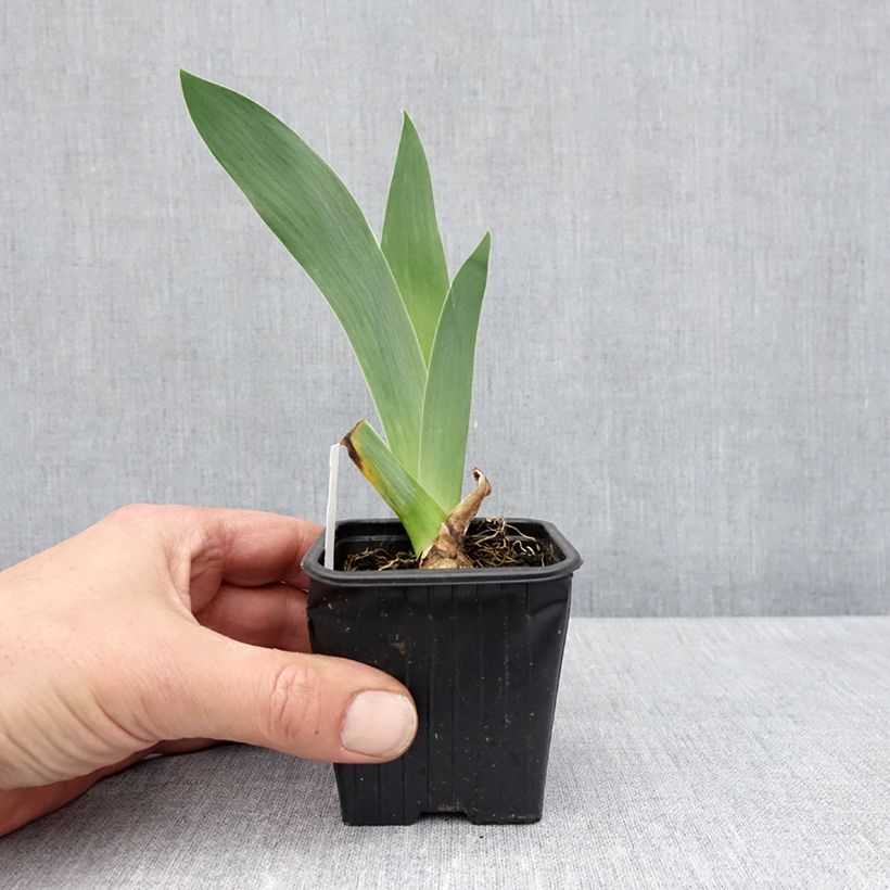 Amostra de Iris germanica Flamant Rose Vaso de 8/9 cm tal como entregue na primavera