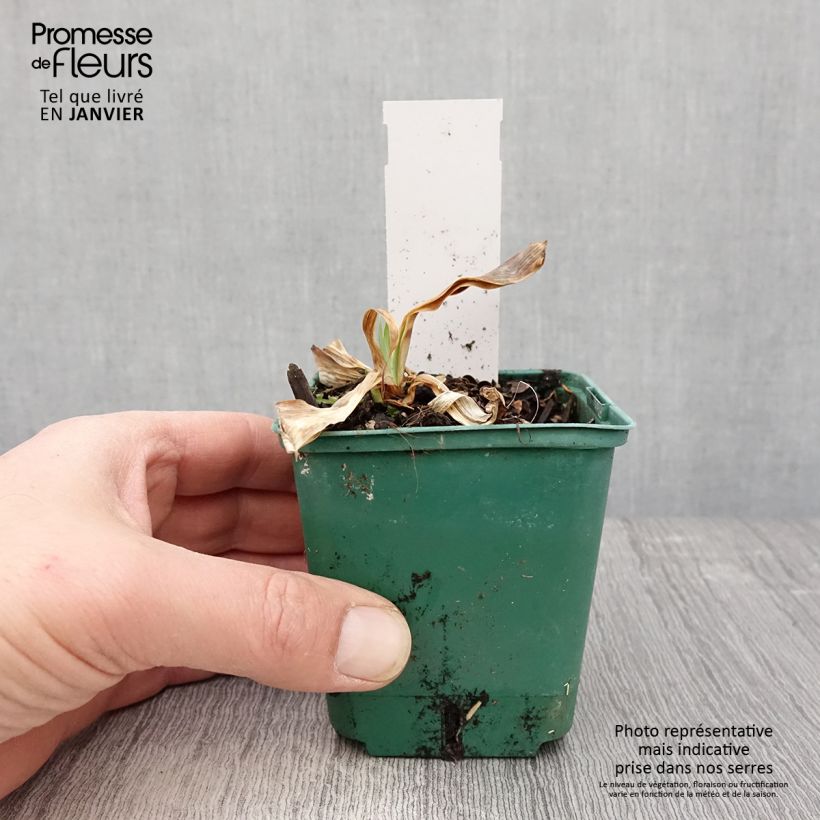 Spécimen de Iris germanica Flaming Dragon - Grand iris des jardins Godet de 8/9 cm tel que livré en hiver
