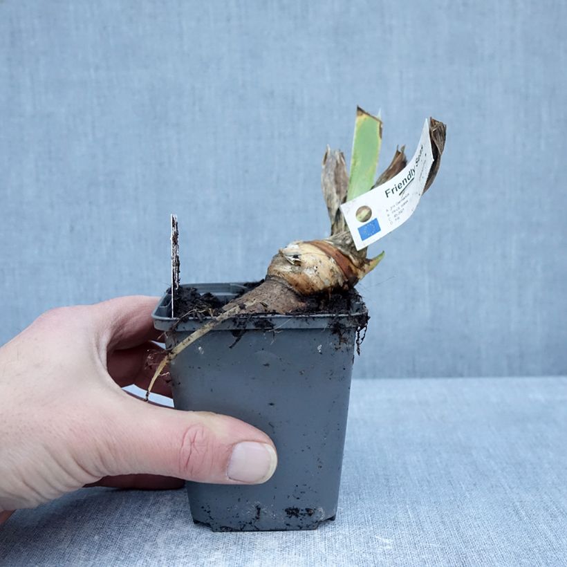 Spécimen de Iris germanica Friendly Seas - Iris des Jardins Godet de 8/9 cm tel que livré en hiver