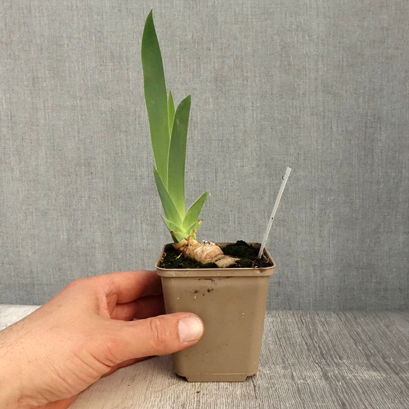 Amostra de Iris germanica Frison Vaso de 8/9 cm tal como entregue na primavera