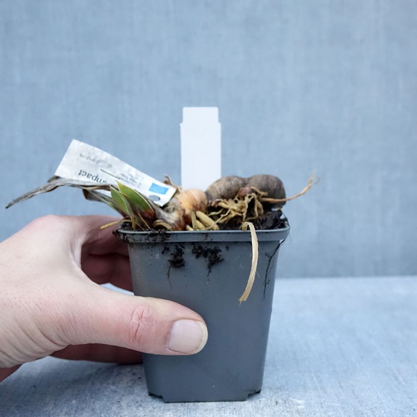 Spécimen de Iris germanica Full Impact - Iris des Jardins Godet de 8/9 cm tel que livré en hiver