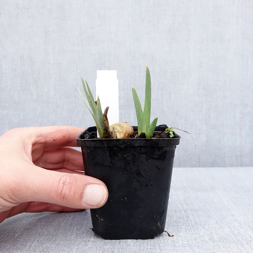 Spécimen de Iris germanica Gérard Brière - Iris des Jardins Godet de 8/9 cm tel que livré en hiver