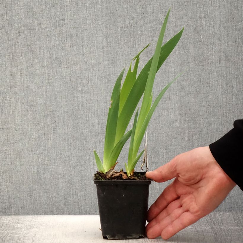 Spécimen de Iris germanica Gérard Brière - Iris des Jardins Godet de 8/9 cm tel que livré au printemps