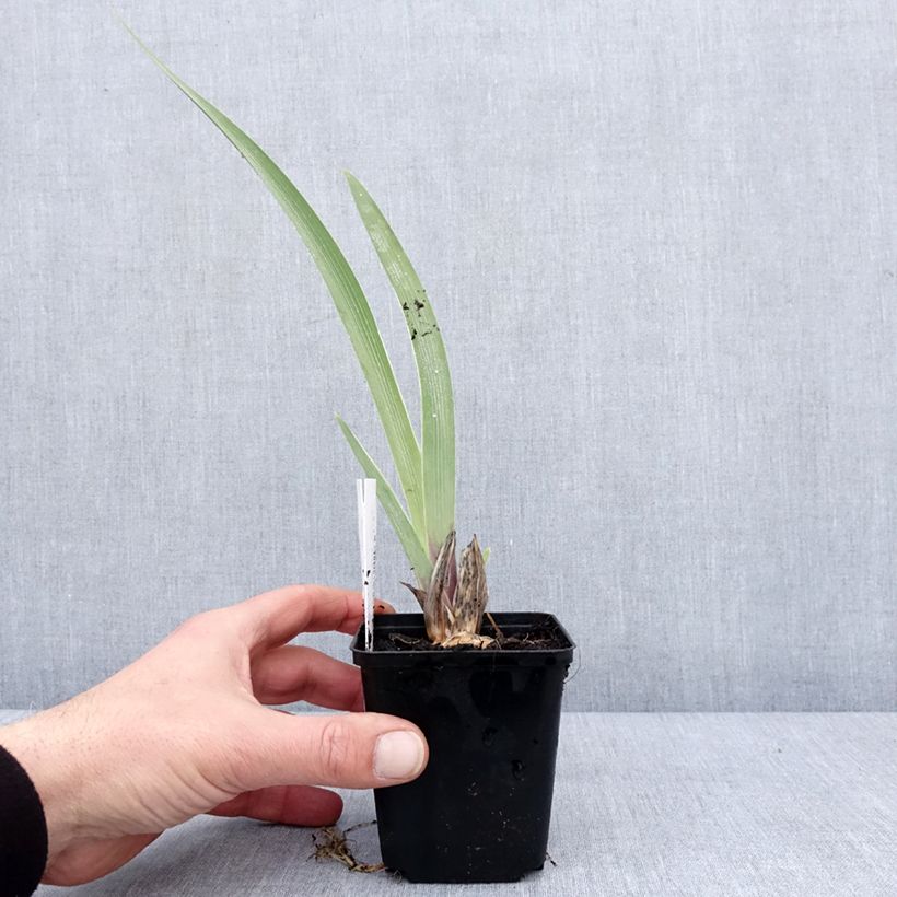 Spécimen de Iris germanica Golden Immortal - Iris des Jardins Godet de 8/9 cm tel que livré en hiver