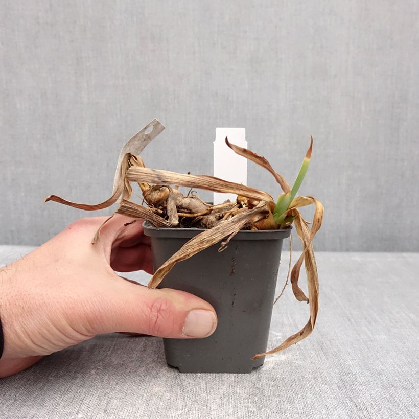 Spécimen de Iris germanica Gracchus - Iris des Jardins remontant Godet de 8/9 cm tel que livré en hiver