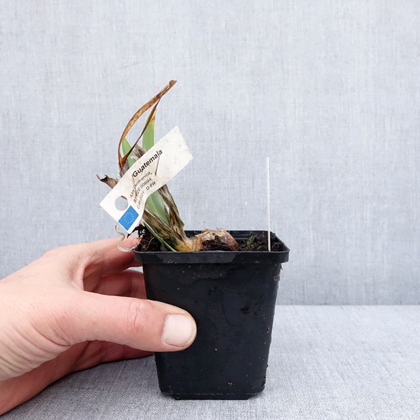 Spécimen de Iris germanica Guatemala - Iris des Jardins Godet de 8/9 cm tel que livré en hiver