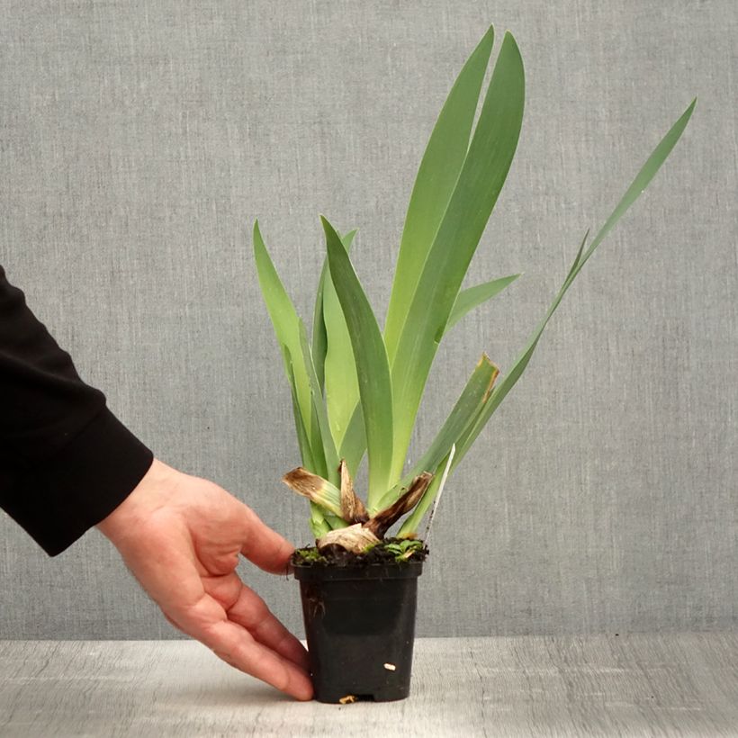 Spécimen de Iris germanica Guatemala - Iris des Jardins Godet de 8/9 cm tel que livré au printemps
