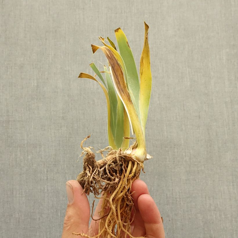 Spécimen de Iris germanica Guernazelle - Iris des Jardins Rhizome tel que livré en hiver