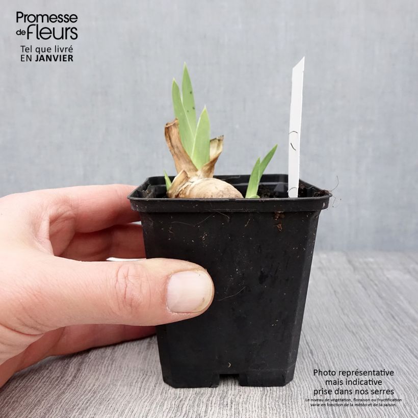 Spécimen de Iris germanica Haut les Voiles - Iris des Jardins Godet de 8/9 cm tel que livré en hiver