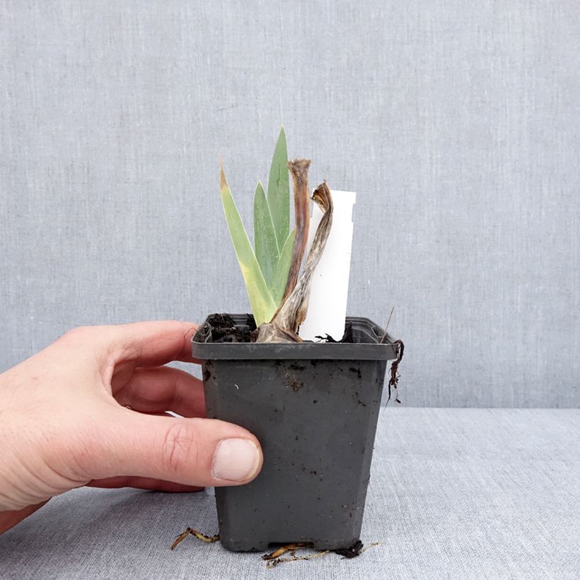 Spécimen de Iris germanica Hello Darling - Iris des Jardins Godet de 8/9 cm tel que livré en hiver