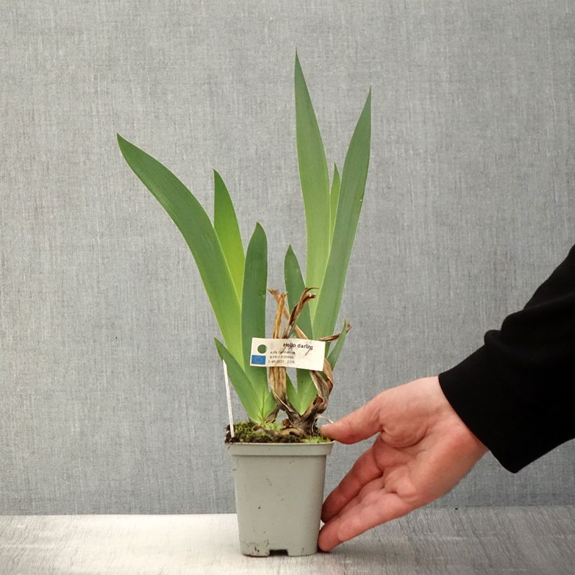 Amostra de Iris germanica Hello Darling Vaso de 8/9 cm tal como entregue na primavera