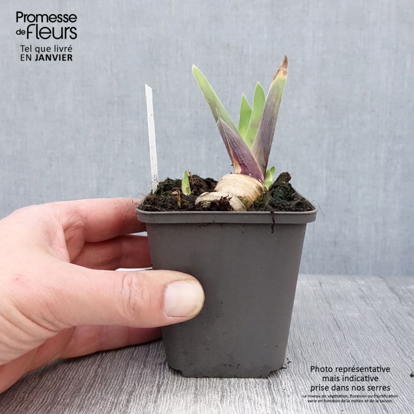 Spécimen de Iris germanica Honky Tonk Blues - Iris des Jardins Godet de 8/9 cm tel que livré en hiver
