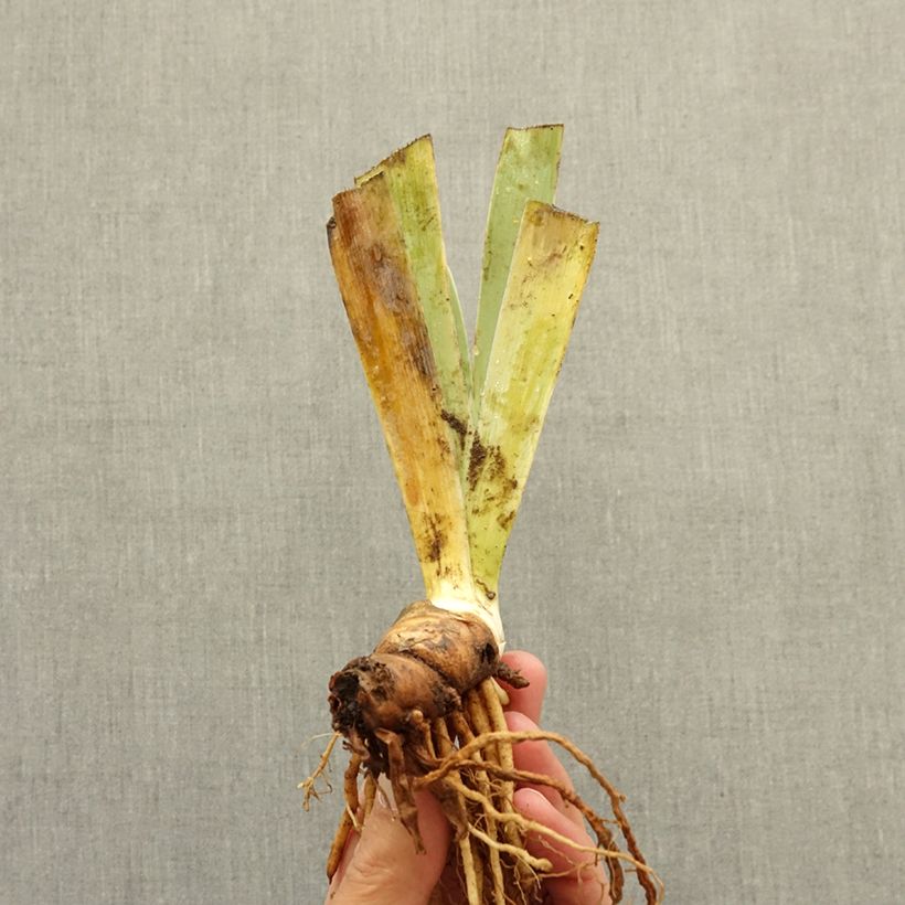 Spécimen de Iris germanica Icon - Iris des Jardins nain Rhizome tel que livré en hiver