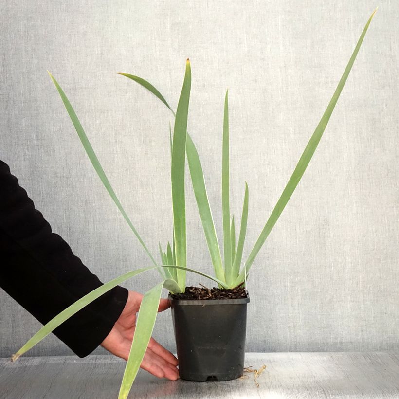 Spécimen de Iris germanica Immortality - Iris des Jardins Pot de 1,5L/2L tel que livré en automne