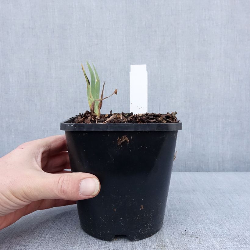 Spécimen de Iris germanica Immortality - Iris des Jardins Pot de 1,5L/2L tel que livré en hiver