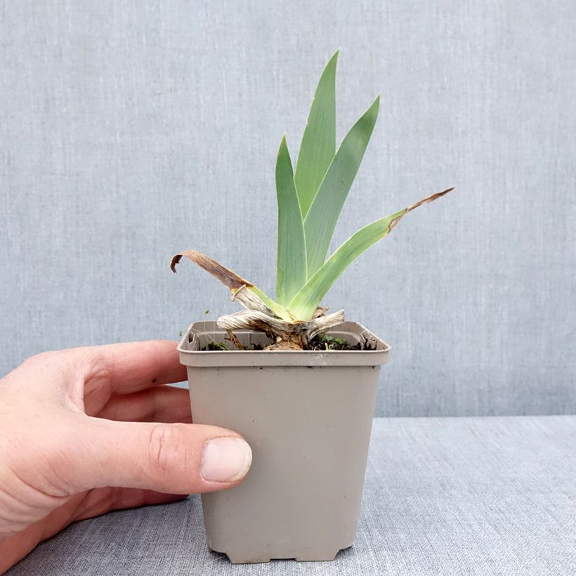 Spécimen de Iris germanica Immortality - Iris des Jardins Godet de 8/9 cm, Calibre 4/6 tel que livré au printemps