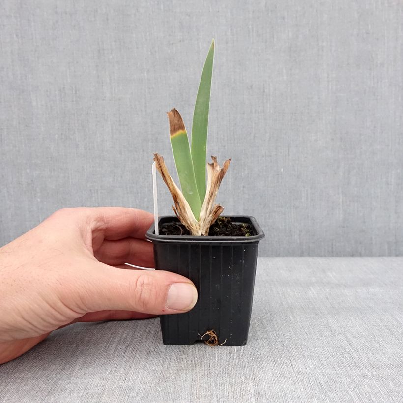 Spécimen de Iris germanica Inferno - Iris des Jardins  Godet de 8/9 cm tel que livré en hiver