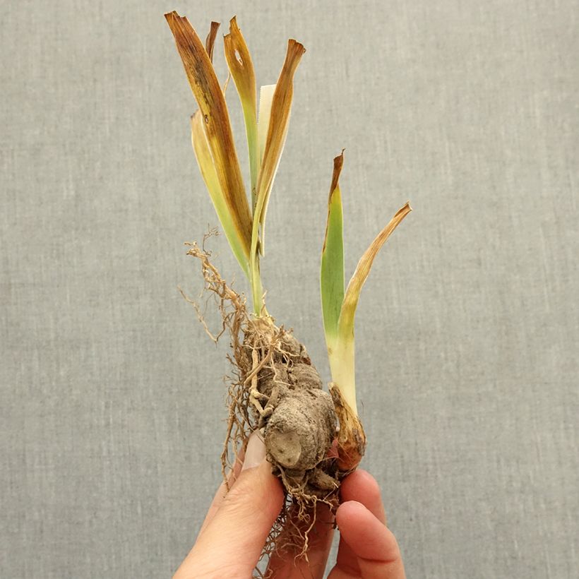 Spécimen de Iris germanica Innocent Star - Iris des Jardins remontant. Rhizome tel que livré en hiver