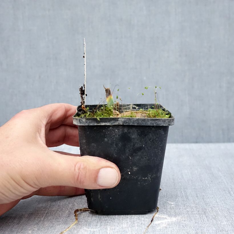 Spécimen de Iris germanica Inviting - Iris des Jardins Godet de 8/9 cm tel que livré en automne