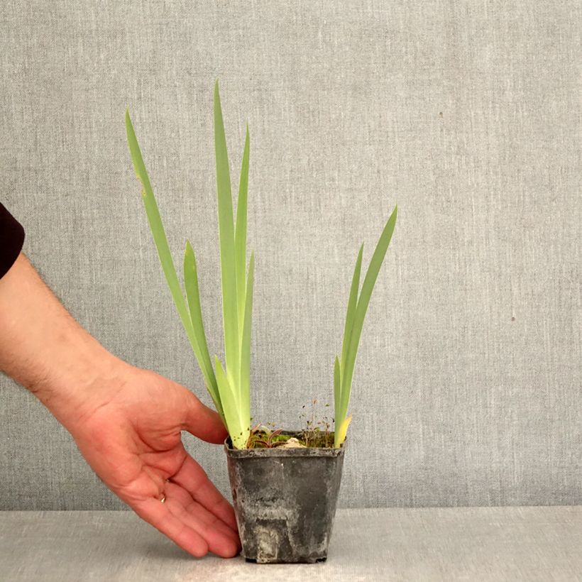 Spécimen de Iris germanica Inviting - Iris des Jardins Godet de 8/9 cm tel que livré au printemps